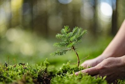 Nachhaltigkeit und Umweltbewusstsein